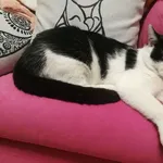 Zaginął kot, Rudniki, 5 marca 2022