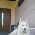 Znaleziono psa w typie Siberian Husky Mazowieckie