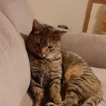 Zaginął kot, województwo łódzkie, 18 maja 2022