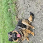 Przybłąkała się sunia Łódź Wiskitno . Pies łagodny z czerwoną obrożą . Może ktoś rozpoznaje.  Pewnie ktoś szuka . Tel 668033506