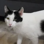 Maść czarno biała