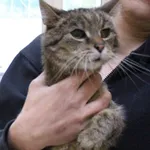 Znaleziono kota, województwo łódzkie, 18 maja 2022