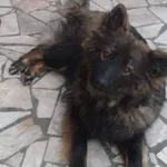 Zaginął pies, województwo łódzkie, 21 maja 2022