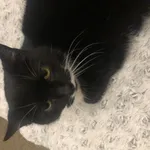 W dniu 12 go maja w okolicach ulicy Henrykowskiej zaginęła czarno - biała kotka 