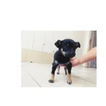 Znaleziono psa, Białystok, 21 maja 2022