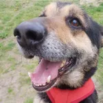 Znaleziono psa, Białystok, 22 marca 2019