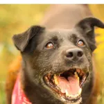 Znaleziono psa, Białystok, 29 lipca 2018