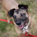 Znaleziono psa, Białystok, 9 grudnia 2016