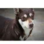 Agata (nr rej. P-4854/21) urodzona w październiku 2020r. Przyjechała do Schroniska 09.11.2021r z miejscowości Bystry koło Giżycka po zlikwidowaniu tamtejszego schroniska.