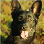 Znaleziono psa, Białystok, 2 lipca 2019