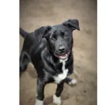 Enzo (nr rej. P-5023/22) pies urodzony w 26.12.2021 r., trafił do Schroniska w dniu 28.03.2022 r. z ul. Św. Jerzego.