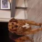 Zaginął pies, województwo łódzkie, 3 czerwca 2022