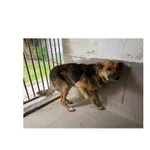 Znaleziono psa, Białystok, 28 maja 2022