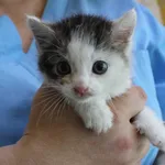 Znaleziono kota, województwo łódzkie, 3 czerwca 2022