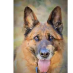 Znaleziono psa, Białystok, 12 lutego 2022