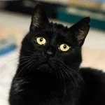 Oddam kota, Warszawa, 16 marca 2022