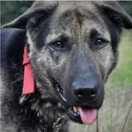 Wikor (nr rej. P-4593/21) urodzony w maju 2016r., przyjechał do Schroniska 21.05.2021r. z ul. Zielonogórskiej.