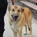 Znaleziono psa, województwo łódzkie, 29 maja 2022