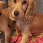 Zaginął pies, gmina Władysławowo, 14 maja 2022