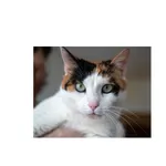 Znaleziono kota, Białystok, 5 czerwca 2022