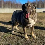 Misiek - kochany, duży psiak do adopcji :)