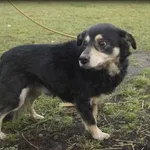 Folek - spokojny psiak szuka nowego domku