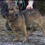 Buruś - wesoły piesek do adopcji :)