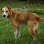 Oddam psa, województwo łódzkie, 18 listopada 2019