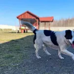 Słodki Laluś szuka nowego domku