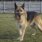 Diego - spokojny psiak w typie owczarka szuka domu