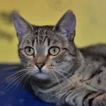 Oddam kota, Warszawa, 16 marca 2022