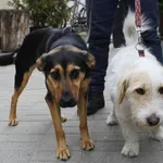 Znaleziono psa, województwo łódzkie, 29 maja 2022