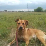 oddam 1,5 rocznego psa