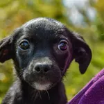 Malutka sunia szuka domu