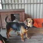 Oddam psa, Wrocław, 29 maja 2022