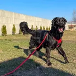 Foluś - duży kochany piesek w typie retrieviera  szuka nowego domku