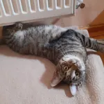 Miziaki (nr rej 04/A23/1 i 04/A23/2)
Dwa młode kocurki (ok 8 mcy) Miziaki cudne.
Bawią się chętnie, jedzą bez wybrzydzania.
Akceptują inne koty.
Zabiegi wet: szczepienie, kastracja, testy FELV/FIV neg