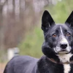 Oddam psa, Bydgoszcz, 28 kwietnia 2022