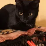 Zaginął kot, Regulice, 29 grudnia 2021