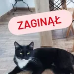 Zaginął kot, Wałbrzych, 7 stycznia 2022