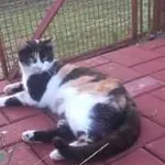 Zaginął kot, Kraśnik, 5 kwietnia 2022