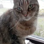 Zaginiona kotka Dori