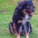 Zaginął pies, Lublin, 6 stycznia 2022