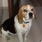 Zaginął pies, województwo łódzkie, 27 sierpnia 2020