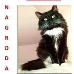 Zaginął kot, Szczecin, 6 listopada 2021