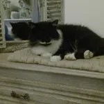 Zaginął kot, Stalowa Wola, 26 listopada 2021