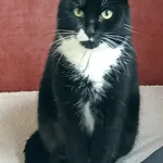 Znaleziono kota Aleja Majowa Gliwice