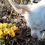 Zaginął pies, Otyń, 20 maja 2022