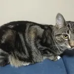 Zaginął kot, Gdańsk, 16 stycznia 2022