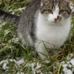 Zaginął kot, Tomice, 7 marca 2022